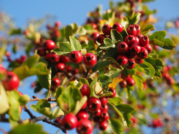 Hawthorn For Horses