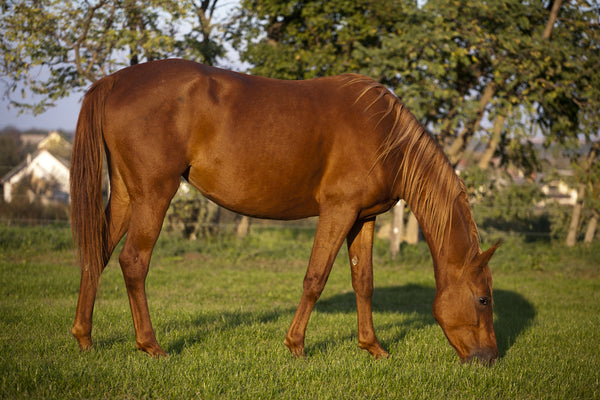 Pregnant Horse