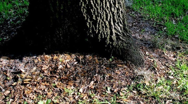 grass-around-trees