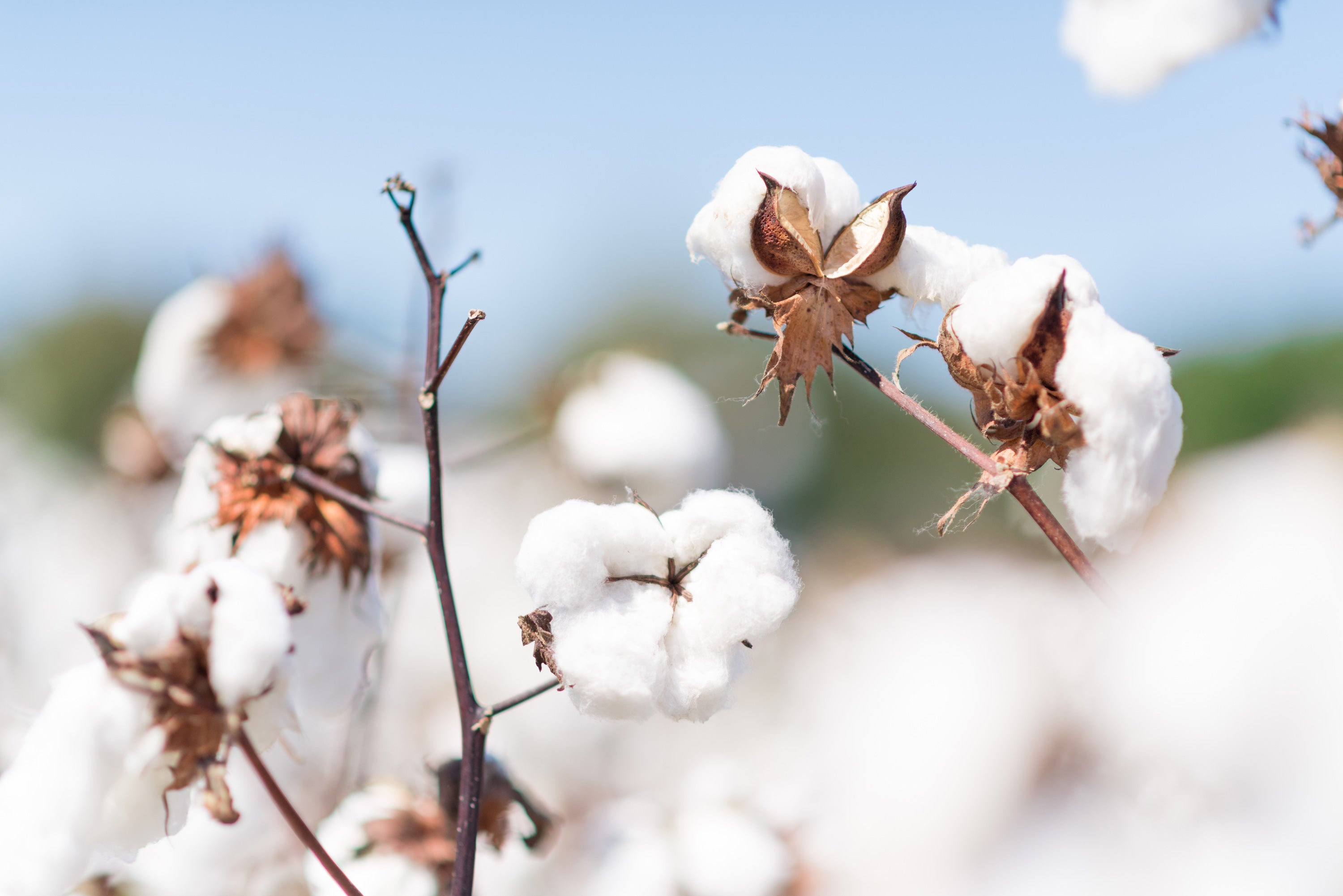 Organic cotton: what it is, uses, benefits and more