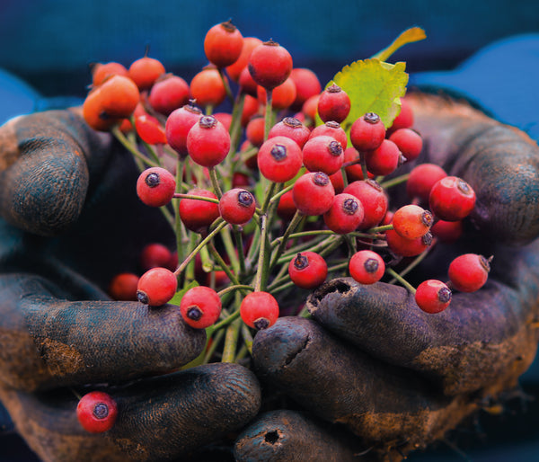 This is an image for why is rosehip the main ingredient for the timekeeper on www.sublimelife.in