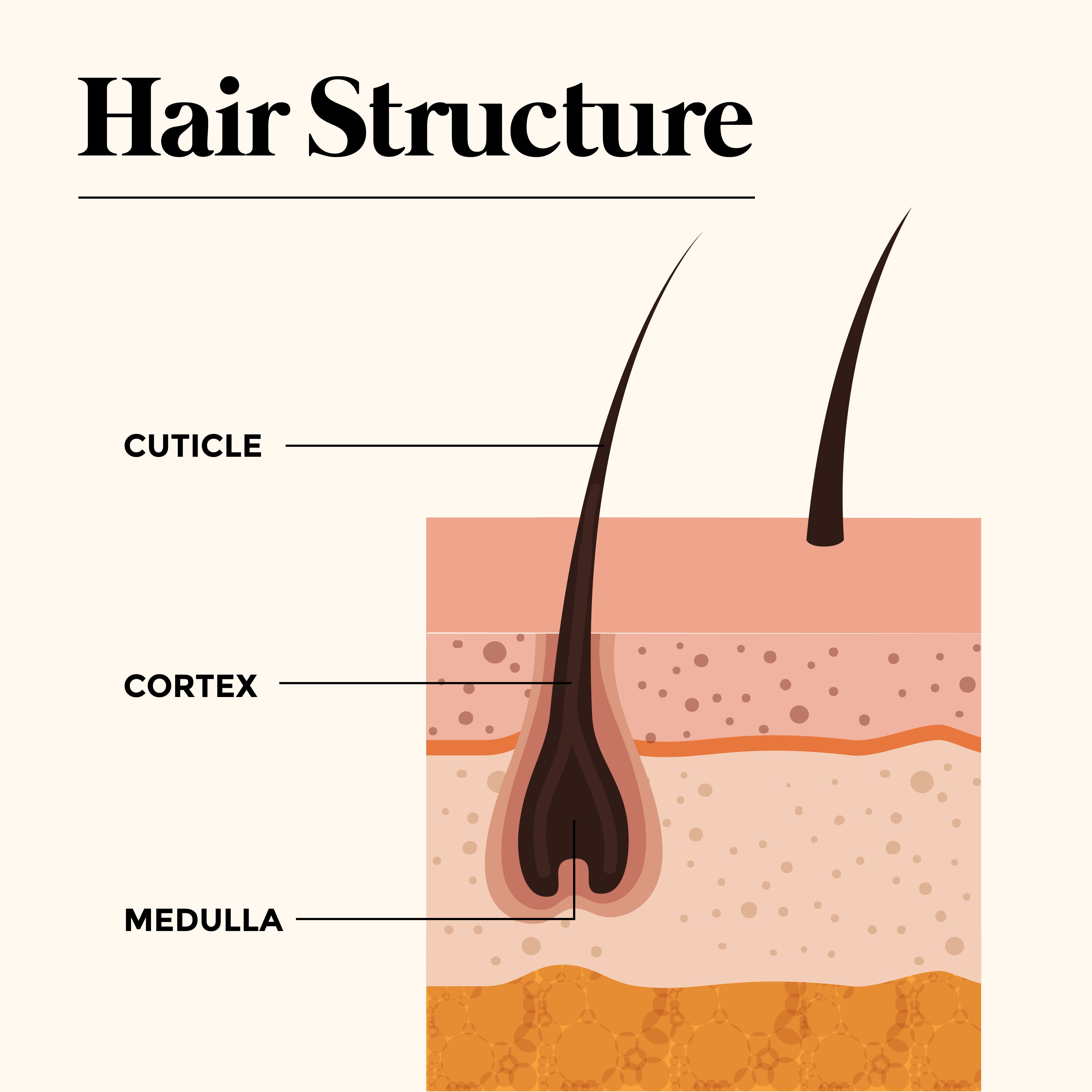 Different Types of Split Ends and What They Mean