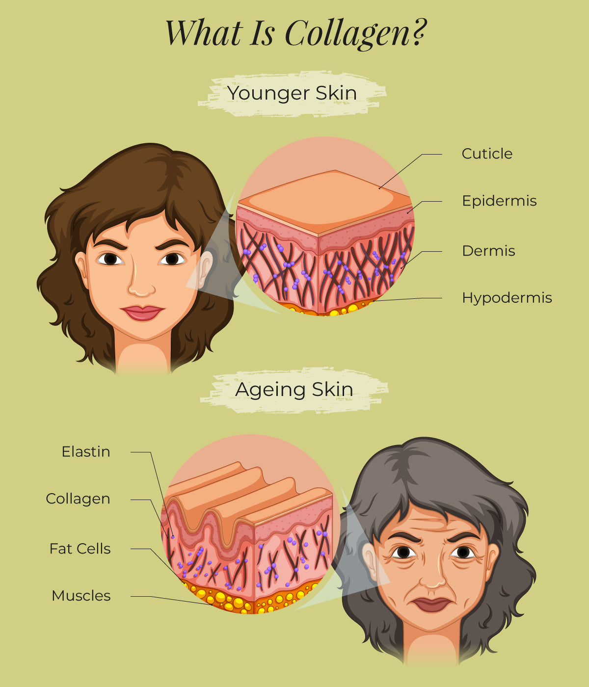 This is an image of what is collagen on www.sublimelife.in 