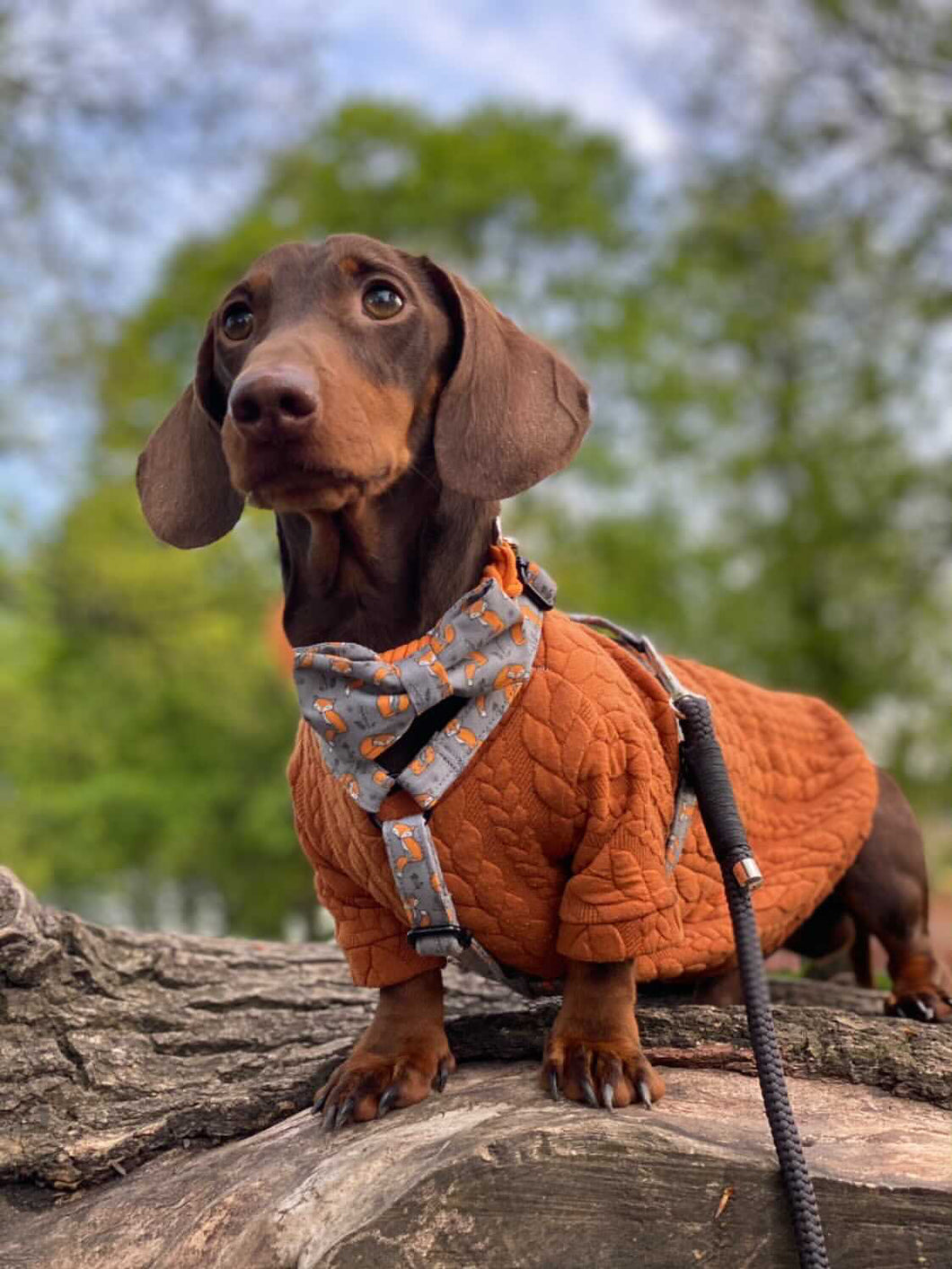 what size collar does a dachshund need