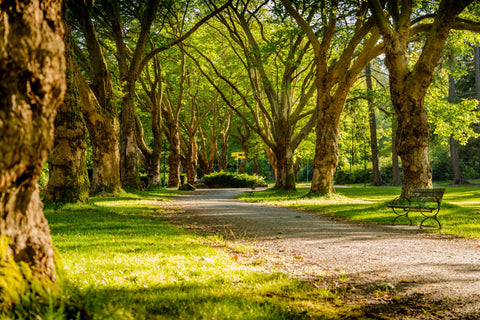 Park path surrounded by tree trunks and lush, green trees.