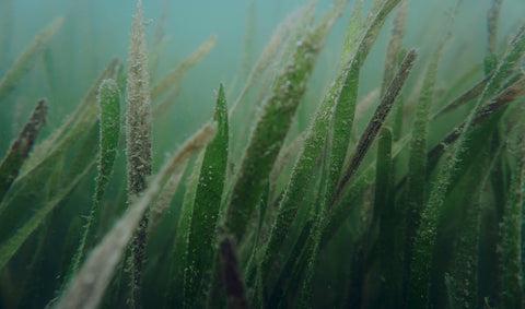 Close up of underwater, green and brown grass.