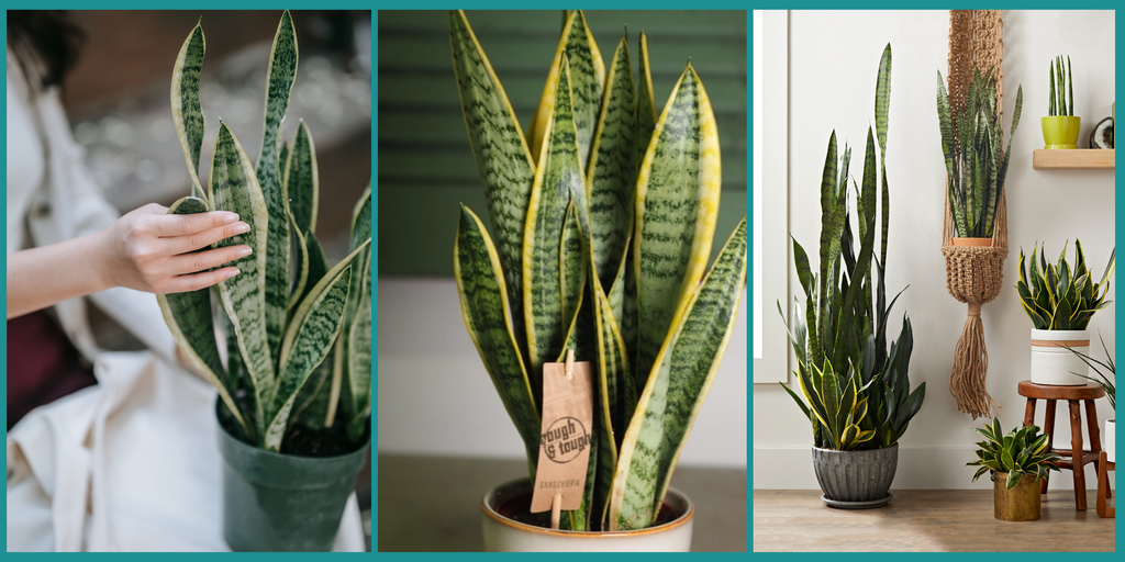 6 Easy Indoor Plants to Start Propagating at Home | Purple Turtle Co