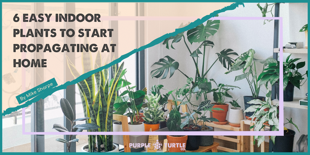 6 Easy Indoor Plants to Start Propagating at Home | Purple Turtle Co