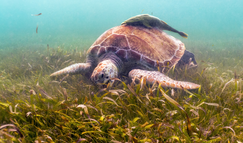 Turtle eating seagrass.
