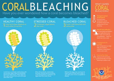 infographic of how coral is bleached
