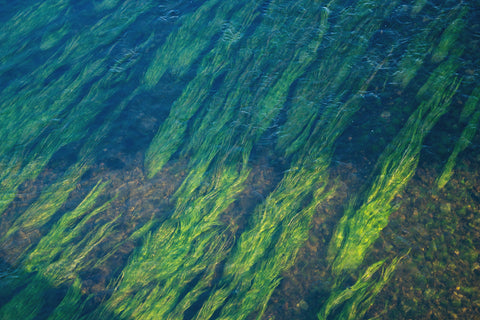 Bright green underwater algae. 