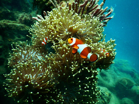 Coral reef in Belinyu, Indonesia
