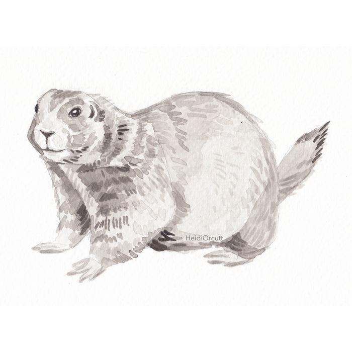 prairie dog drawing step by step