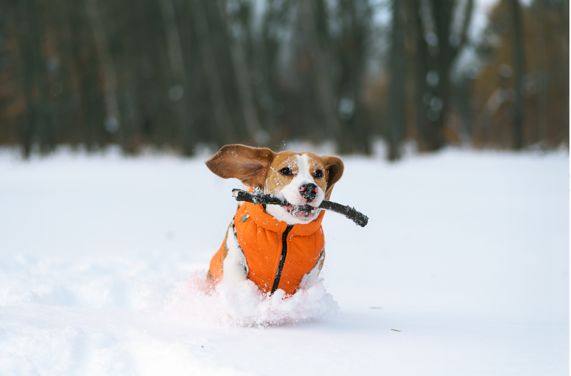 what dogs can handle cold weather