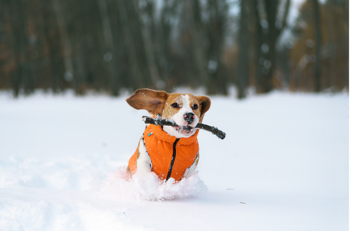 can dogs catch sickness from humans