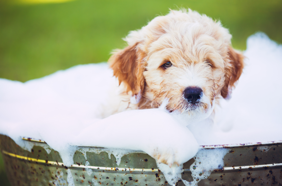 how can i keep my dog clean between baths