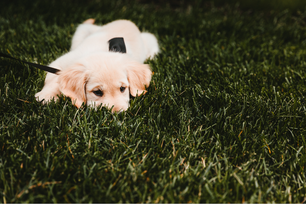 can dogs poop on command