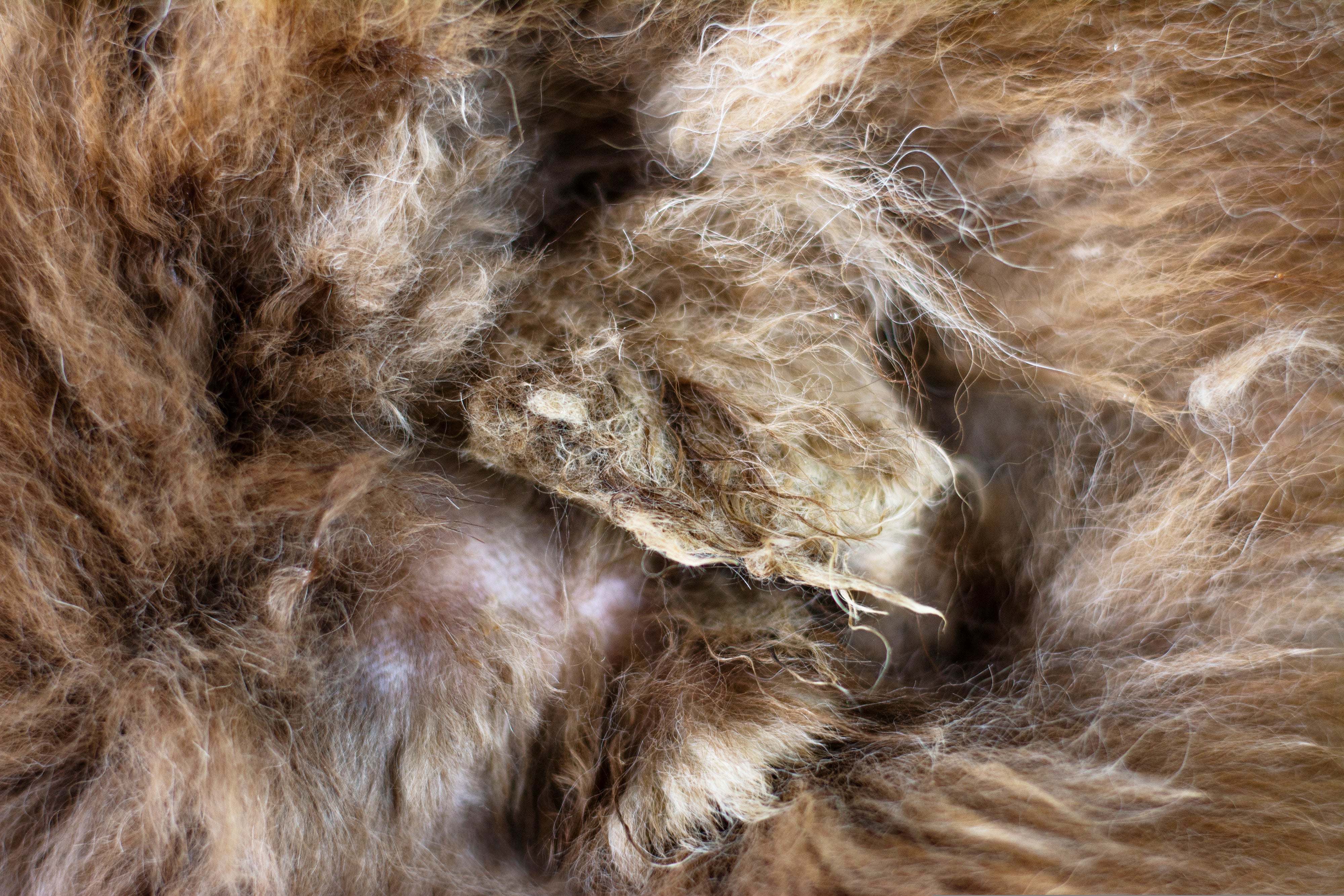 how to remove badly matted dog hair