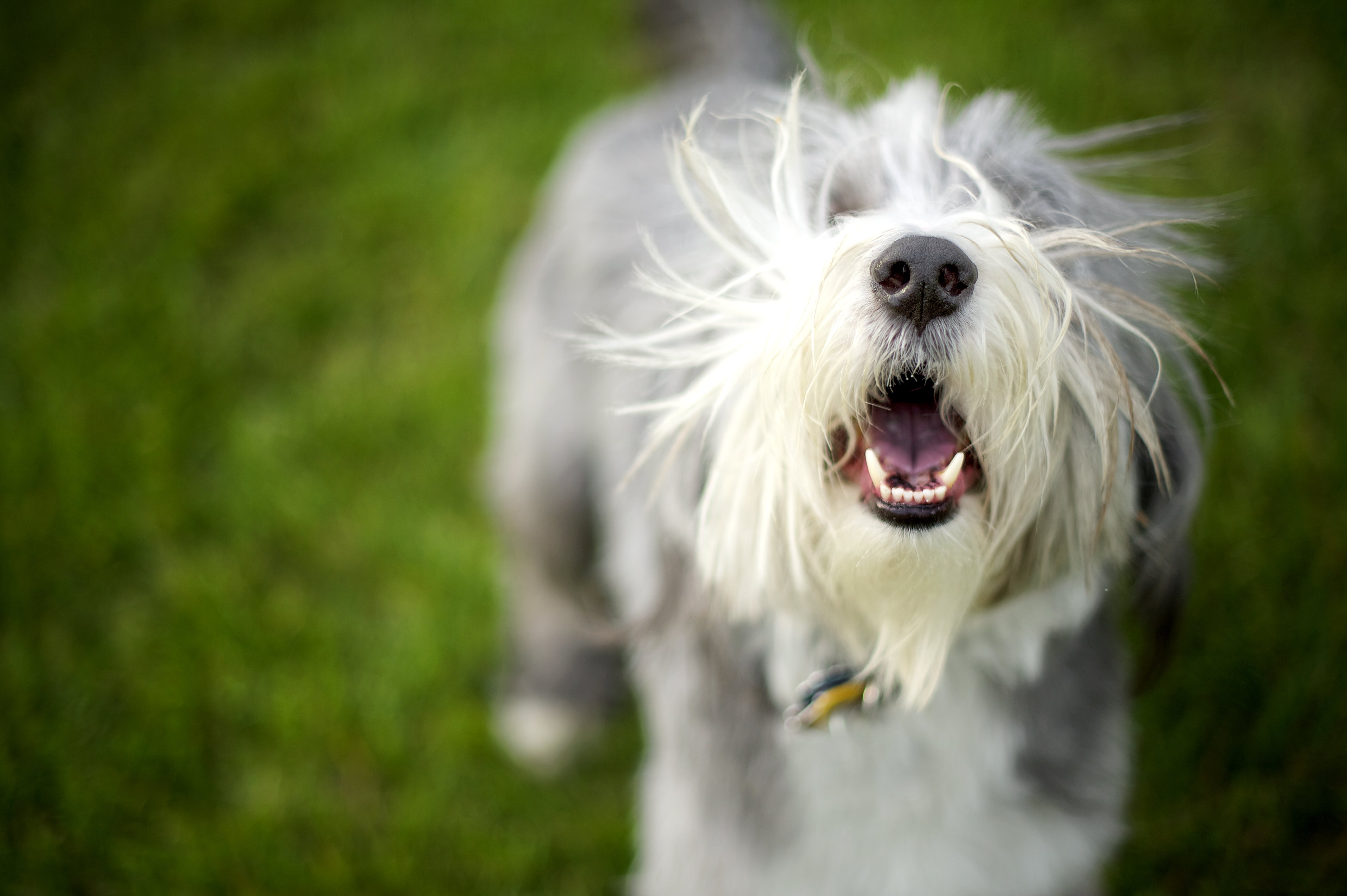 can dogs actually communicate with each other