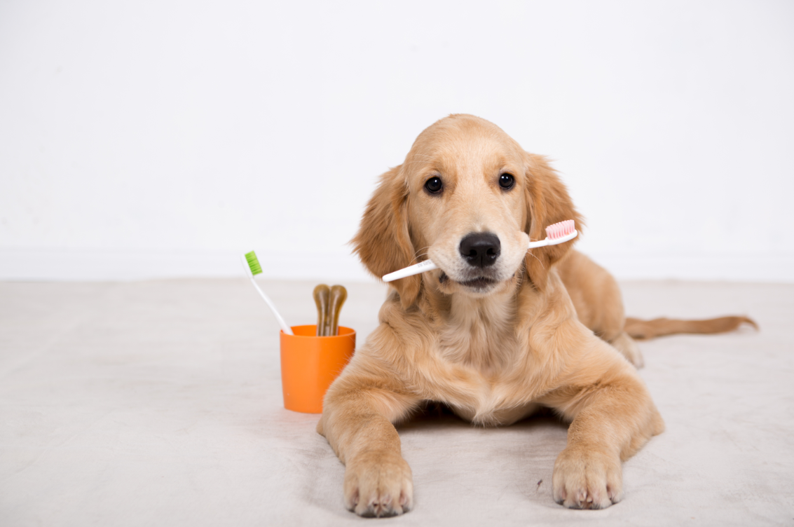 can apple cider vinegar helpn with bad breath in dogs