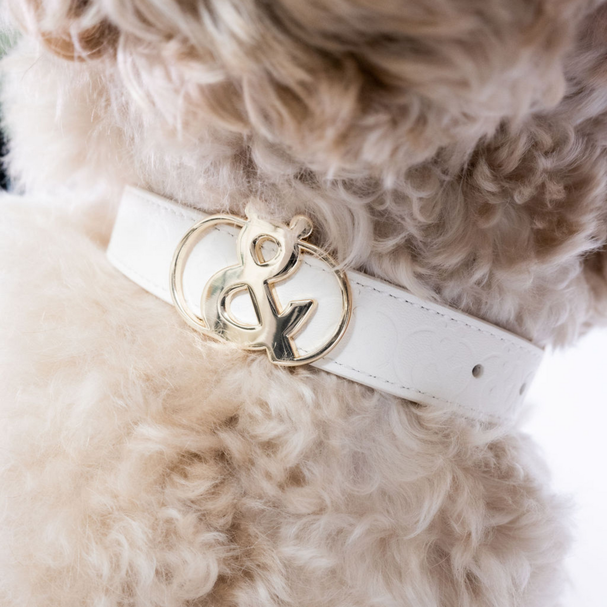 Balmain Leather Dog Collar - Rufus & Coco Australia