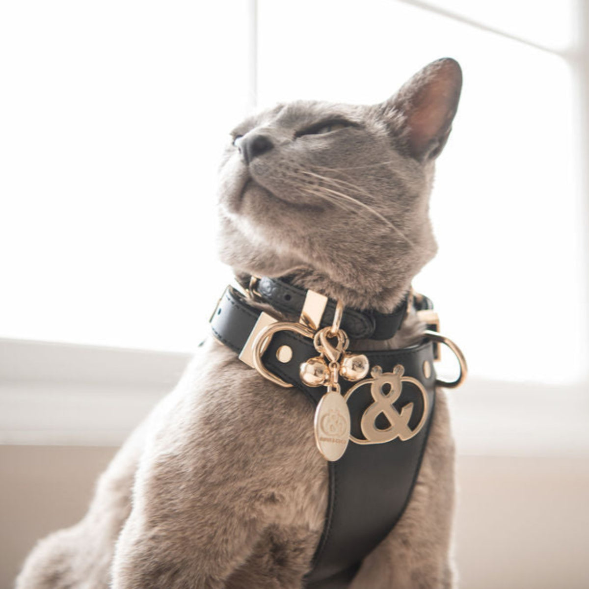 Coogee Leather Pet Harness - Rufus & Coco Australia