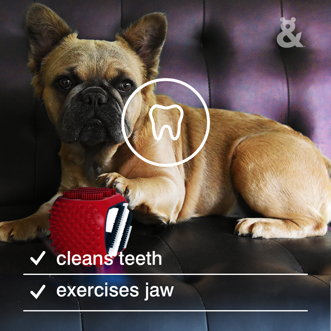 Clean & Chew Dental Toy