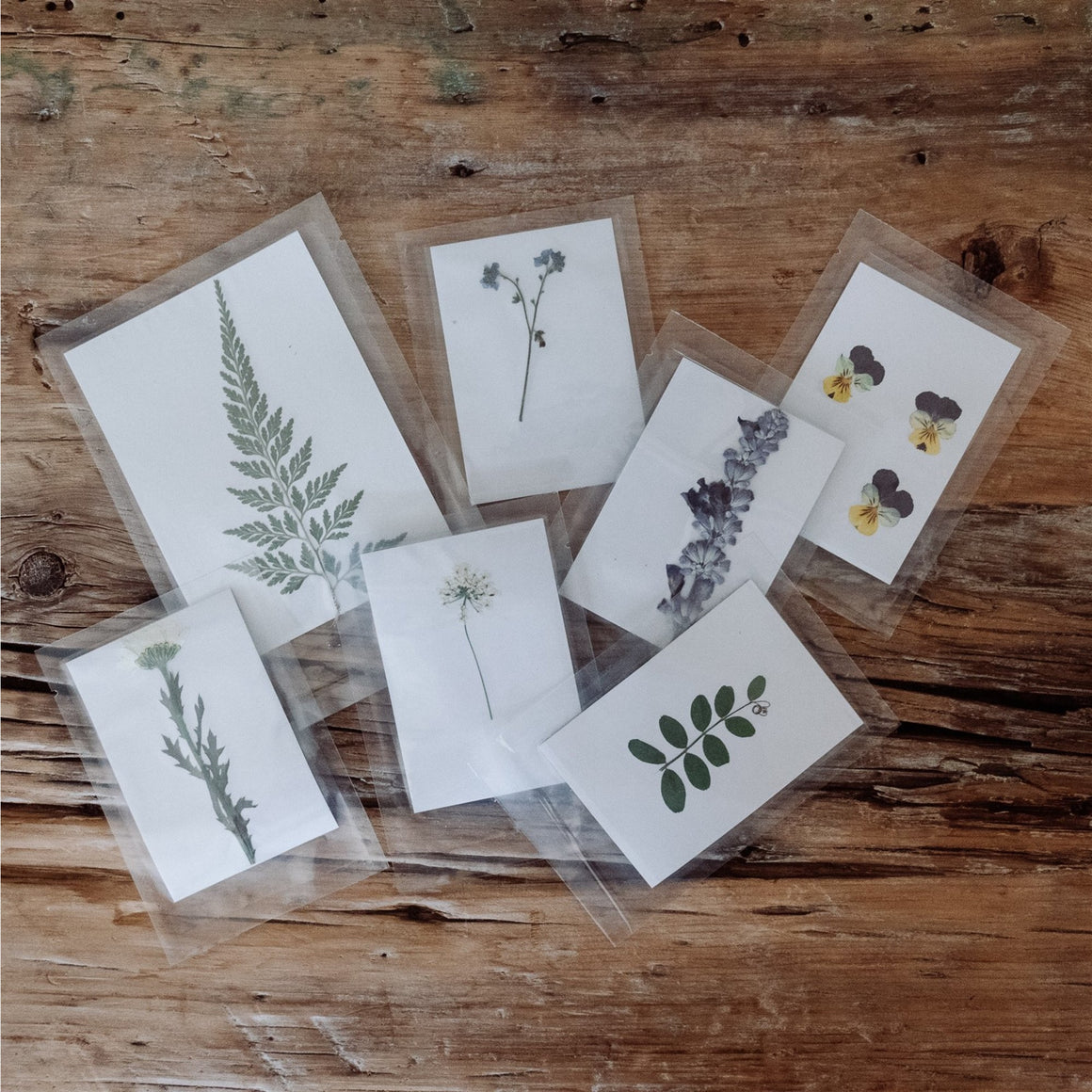 Pressed Botanical Collection - 1st Edition