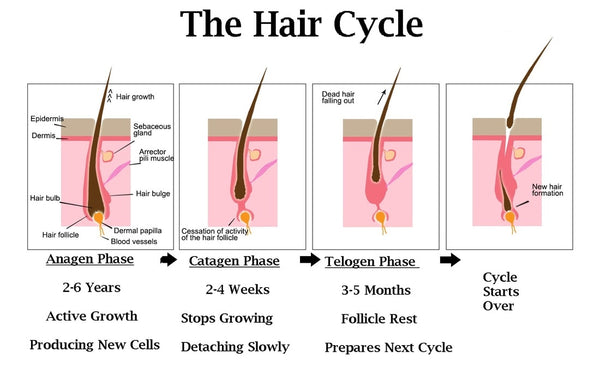 Graph showing hair cycle