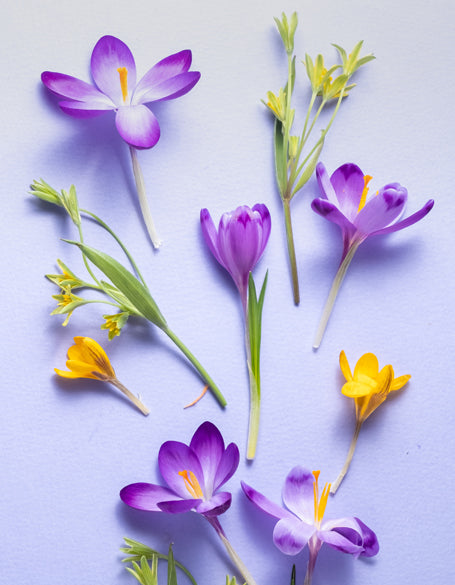 Spring Flower Gifts Delivered to America