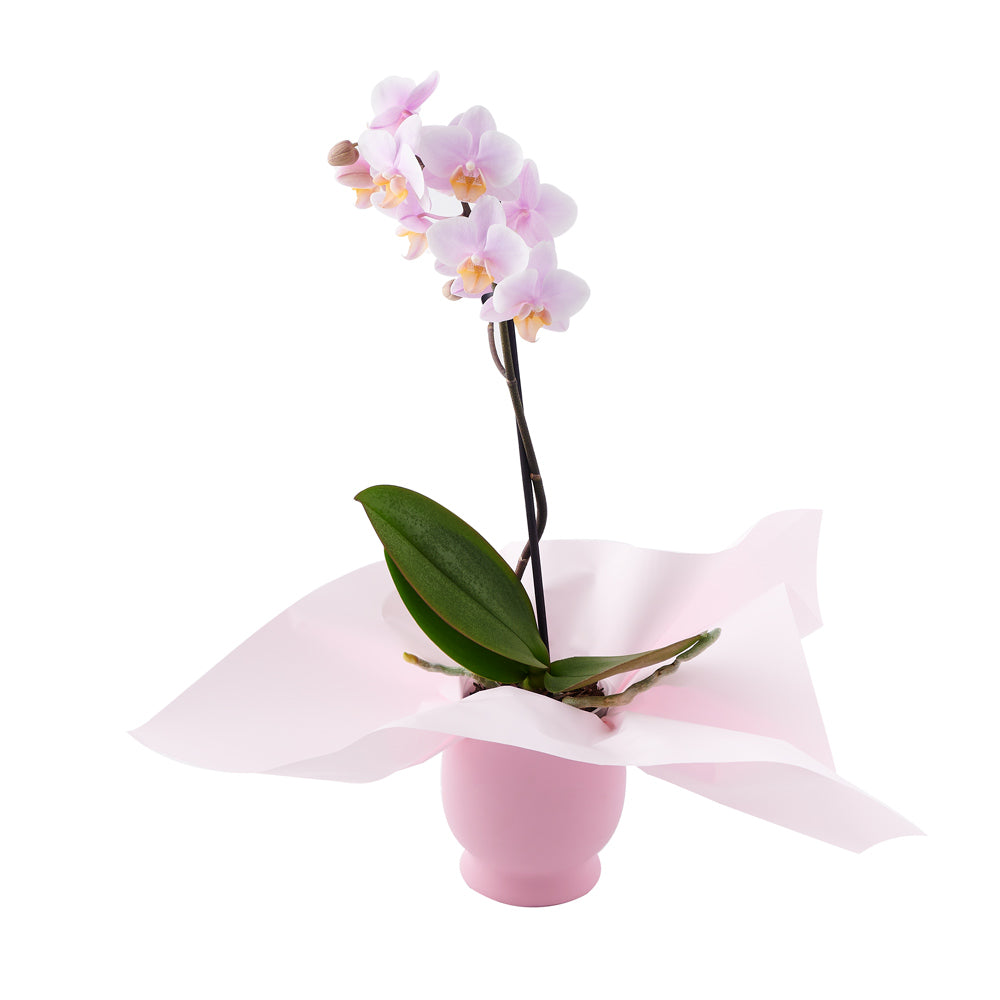 Pink Whispers Exotic Orchid Plant – Orchid Gifts – USA delivery ...