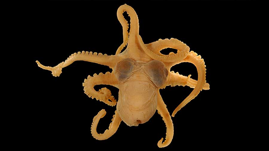 Atlantic Pygmy Octopus specimen on black background
