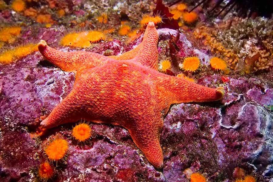 Photo of a Bat Sea Star (Patiria miniata) taken in Baja California