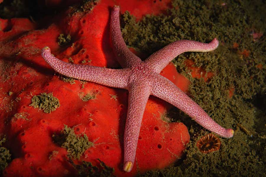 Photo of Blood Star (Henricia sanguinolenta) taken on night dive in the North Atlantic Ocean