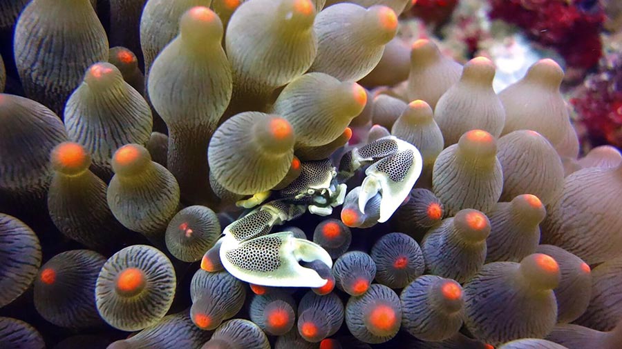 Bubble type of Coral and crab species