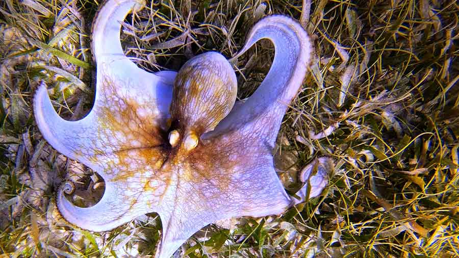 Photo of lilac coloured Caribbean Reef Octopus on grass