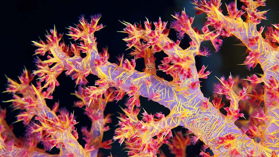 Macro photo of a pink Carnation Coral Tree Species