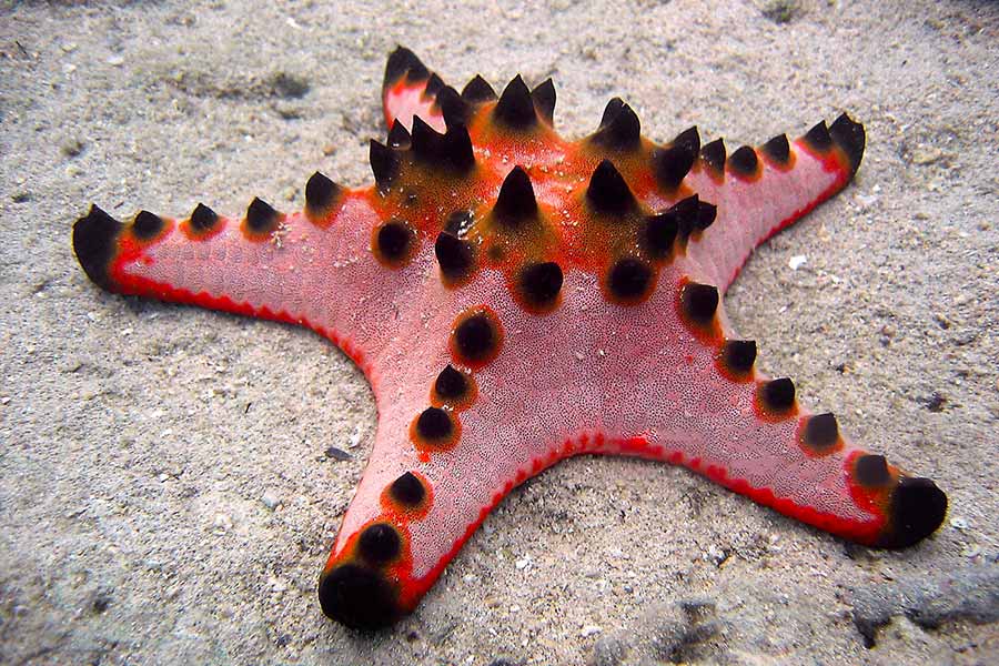 Top view of a Chocolate Chip Sea Star (Protoreaster nodosus) on sand