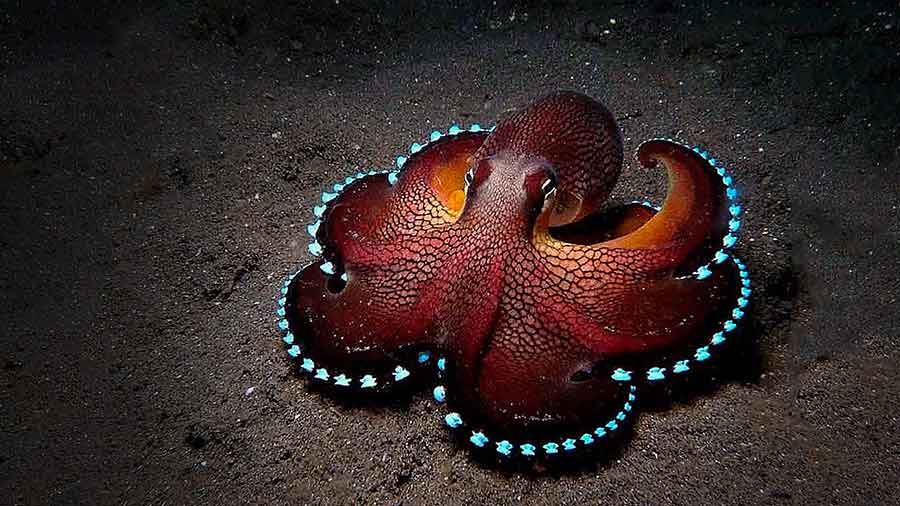 Coconut Octopus on sandy sea-bed