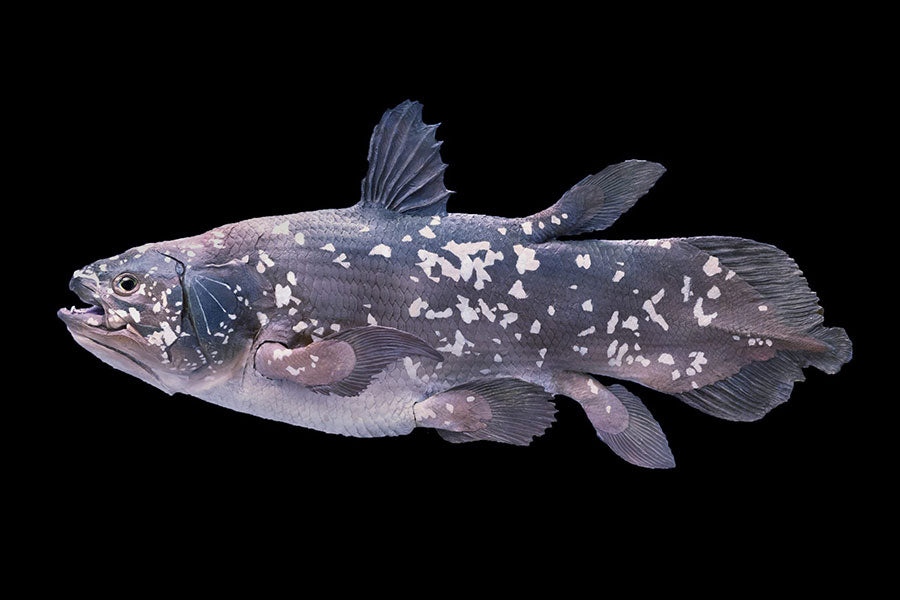 Side view of a Coelacanth fish on black background