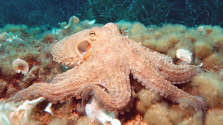 Beige colored Common Octopus on rocky sea-bed floor