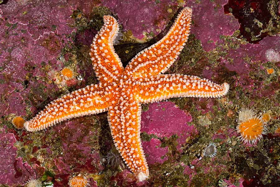 Common Starfish (Asterias rubens) 
In shallow sea water