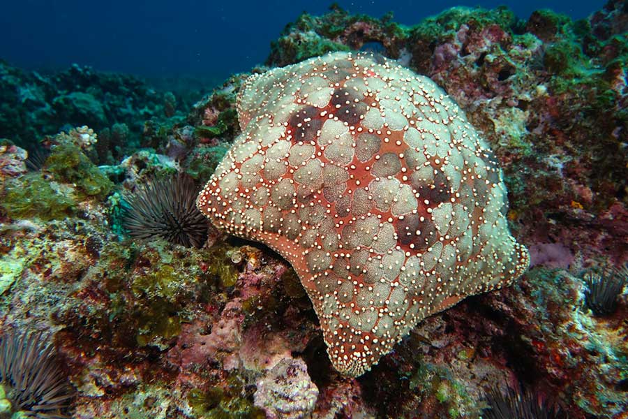 Photo of a Cushion Star (Culcita novaeguineae) on coral reef