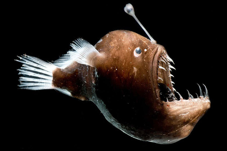 Side view of a Deep Sea Anglerfish on black background