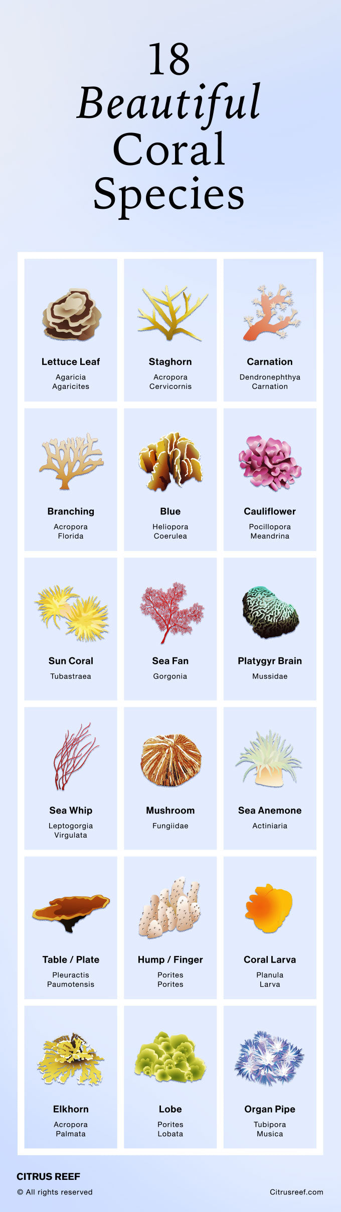 Types Of Coral - qeqe