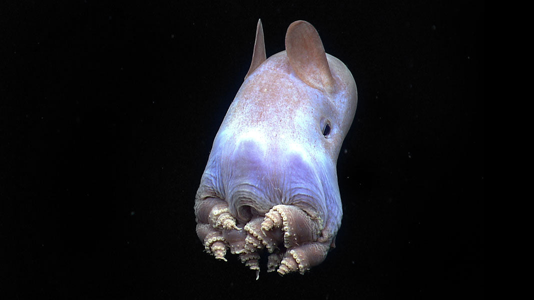 Dumbo Octopus Photo taken in deep dark water