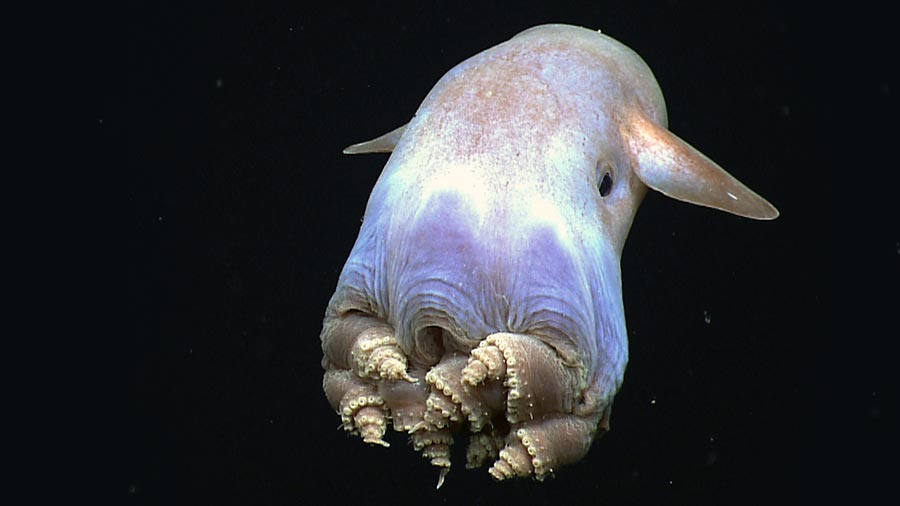 Night photo of a Dumbo Octopus looking at into the camera