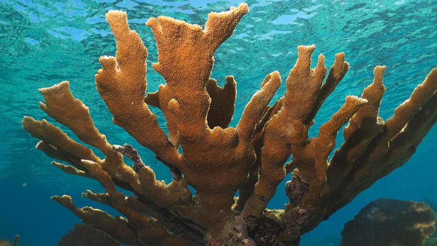 Elkhorn Coral close up from below