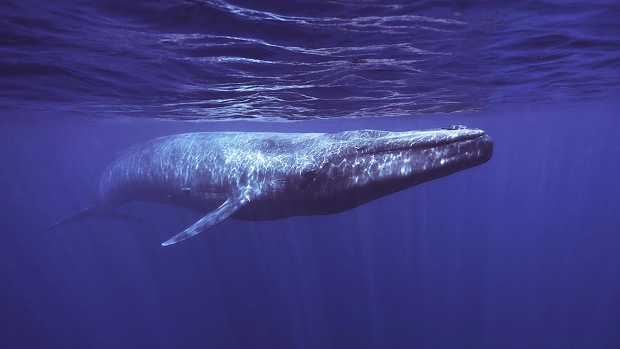 Most Endangered Marine life Blue whale swimming near surface