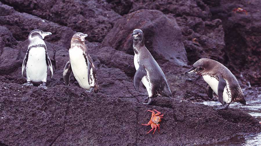Group of Galápagos Penguins on standing on rock